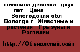 шиншила-девочка  двух лет › Цена ­ 1 000 - Вологодская обл., Вологда г. Животные и растения » Грызуны и Рептилии   